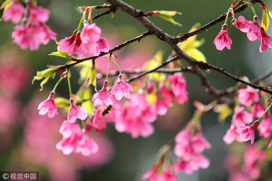 踏青季：春天盛開的9種鮮花 哪一種最美？（組圖）